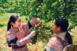 Tourists enjoy plum-picking season in Moc Chau