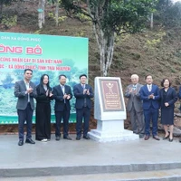 Official heritage plaque i sinstalled on the 12 recognised Shan Tuyet tea trees in Dong Phuc commune. (Photo: VNA)