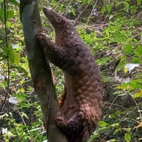 Sunda pangolins (Manis javanica), also known as the Javan pangolin, are listed in Group IB – critically endangered and strictly protected from all commercial exploitation (Photo: VNA)