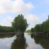 Mangrove forests in Ca Mau province play an important role in safeguarding the environment and reducing the harmful impacts of rising sea levels, which cause erosion and threaten ecosystems and biodiversity. (Photo: VNA)