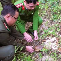 The Indochinese box turtle is released back into its natural habitat in the Pu Huong Nature Reserve on December 3. (Photo: VNA)