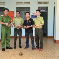 Five elongated tortoises are transferred to the Dak Doa area forest protection unit. (Photo: VNA)