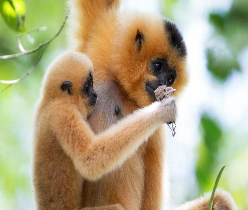 The yellow-cheeked gibbon is a rare primate listed in the Vietnam Red Book. (Photo: VNA)