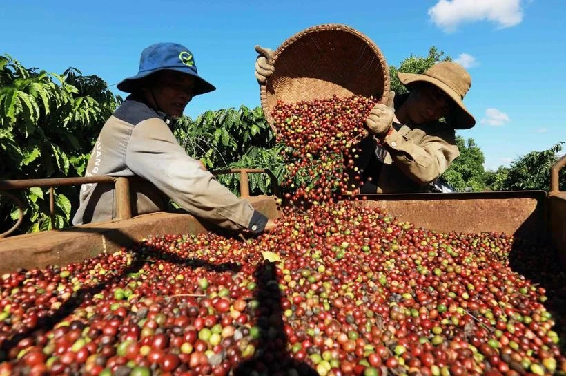 Coffee harvested in Buon Ma Thuot city, the Central Highlands province of Dak Lak (Photo: VNA)