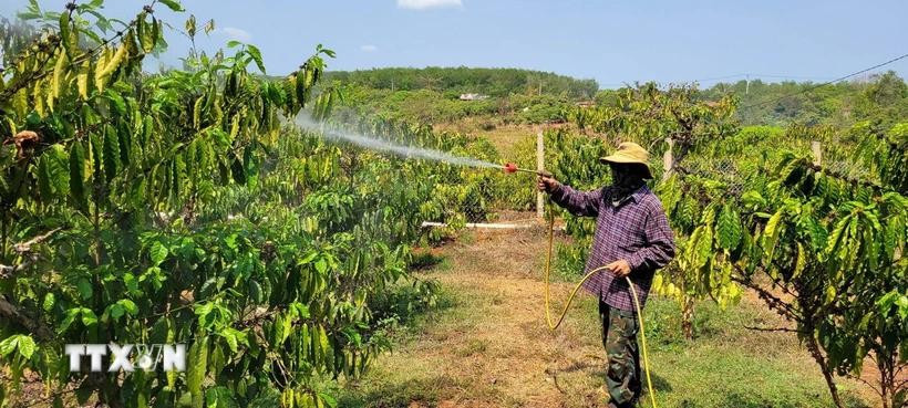 Ro Mah Thuy now owns seven hectares of cashew plantations, over 2,100 square metres of coffee, and 1,400 square metres of rice, helping him secure stable income to support his family. (Photo: VNA)