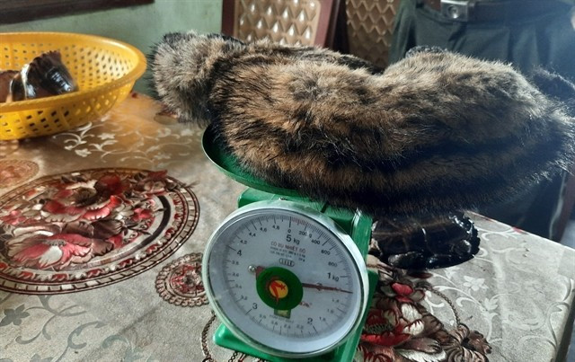 An illegally traded Asian palm civet seized in Hue city (Photo: VNA)