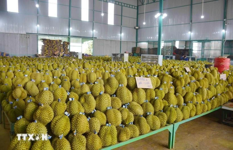 Vietnam ships 3.4 billion USD worth of durians to foreign countries in 2024. (Photo: VNA)