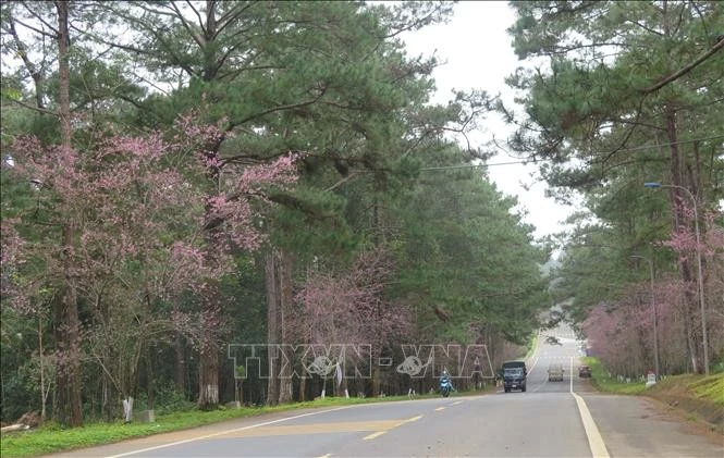 When blooming, prunus cerasoides dyes roads and tourist destinations pink, turning Mang Den into a sleeping princess who has just awakened. (Photo: VNA)