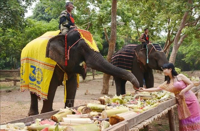 Dak Lak province is embracing an “elephant-friendly tourism” model, enhancing the welfare of domesticated elephants while creating meaningful experiences for visitors. (Photo: VNA)