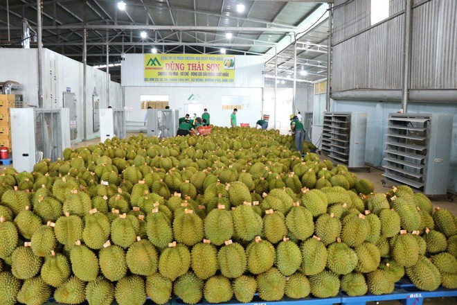 Vietnamese durians are favoured in the Chinese market. (Photo: VNA)