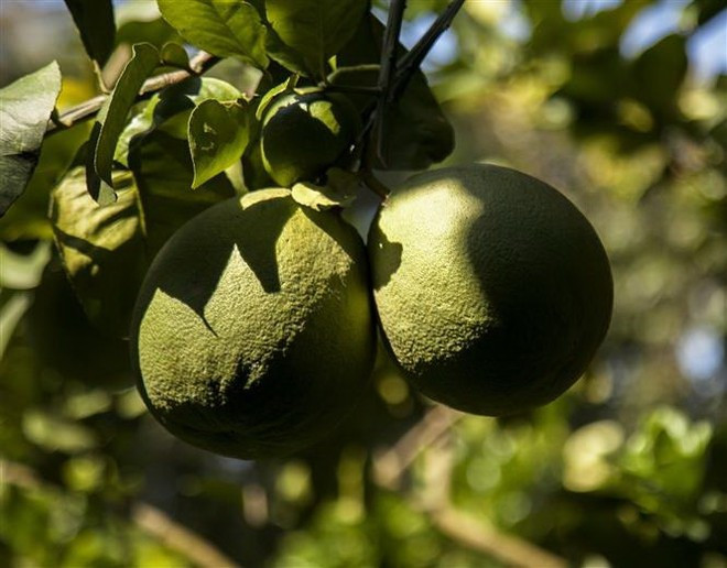 Vietnamese pomelos could be exported to Australia provided they comply with pest control measures and phytosanitary protocols. (Photo: VNA)