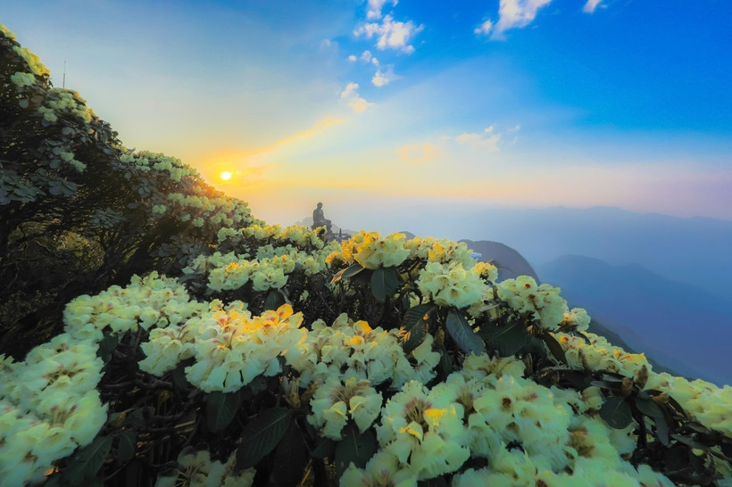 "Do quyen” flowers now in full bloom on Fansipan mountain. (Photo: Sun Group)