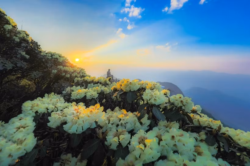 "Do quyen” flowers now in full bloom on Fansipan mountain. (Photo: Sun Group)