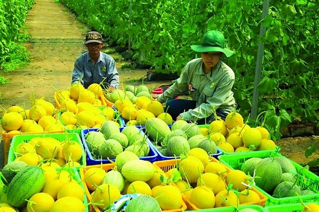 Farmers during melon harvest season in Thai Nguyen province (Photo: VGP)
