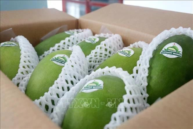 Vietnamese mangoes have won the taste of customers globally. (Photo: VNA)