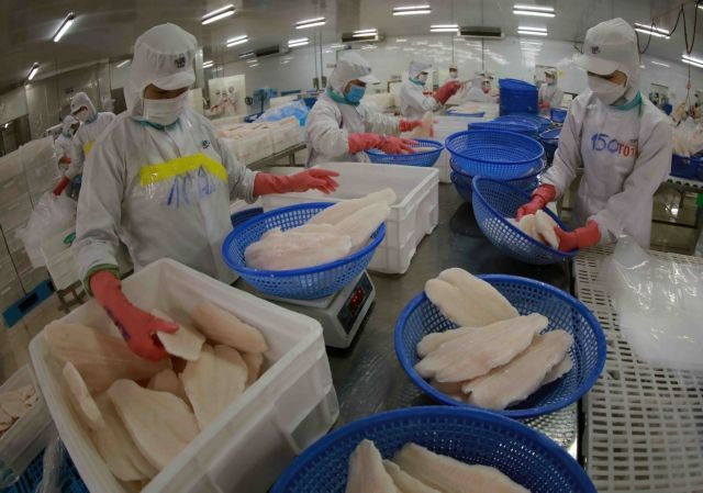 Packing tra fillet products for export at a Sao Mai Group factory in Dong Thap province (Photo: VNA)
