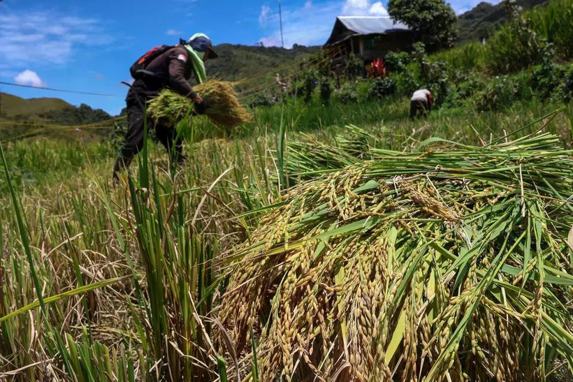 Farmers harvest rice in North Luwu, South Sulawesi (Photo: Antara)