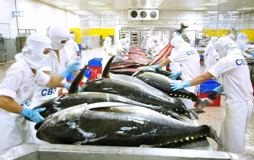 The "yellow card" has impacted Vietnamese seafood exports to the European markets. (Photo: sggp.org.vn)