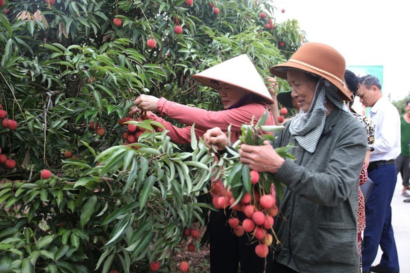 This year, the Thanh Ha lychee yield is around 38,000 tonnes. (Photo: VNA)