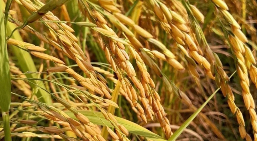 Thai exporters have long-term opportunities to ship a massive amount of locally-harvested organic rice to overseas markets. (Photo: thaipbs.or.th)
