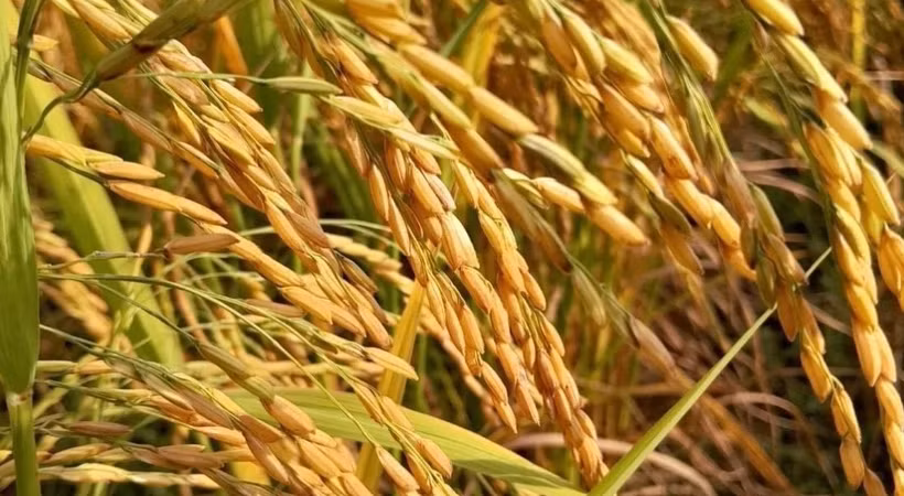 Thai exporters have long-term opportunities to ship a massive amount of locally-harvested organic rice to overseas markets. (Photo: thaipbs.or.th)