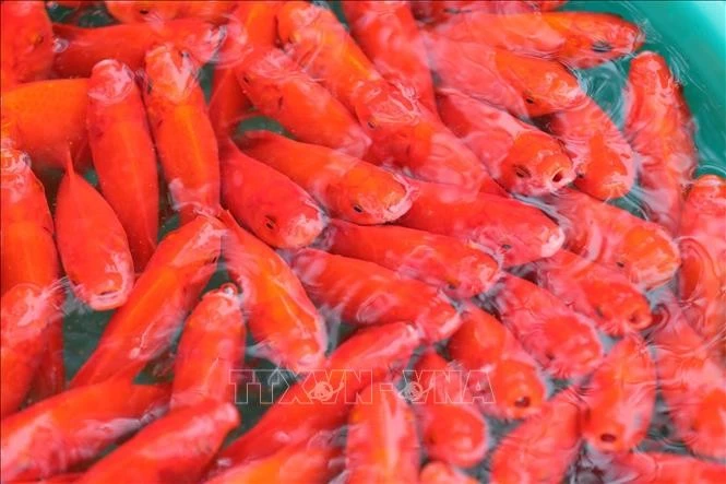 The red carps for the ritual remain reasonably priced at 25,000-75,000 VND for three fish, depending on sizes. (Photo: VNA)