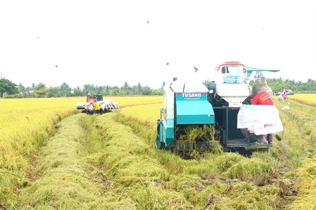 Harvest season in Can Tho city. Vietnam is projected to become the world’s second – largest rice importer in 2025-26. (Photo: VNA)