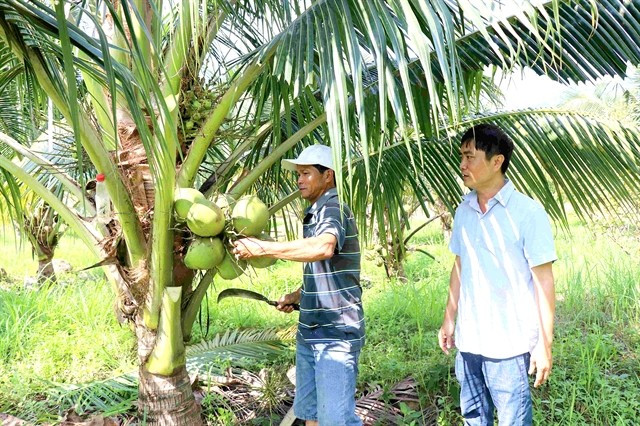 An organic coconut farm in Khanh Hoa province (Photo: VNA)
