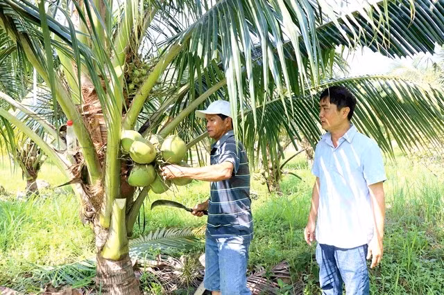 An organic coconut farm in Khanh Hoa province (Photo: VNA)