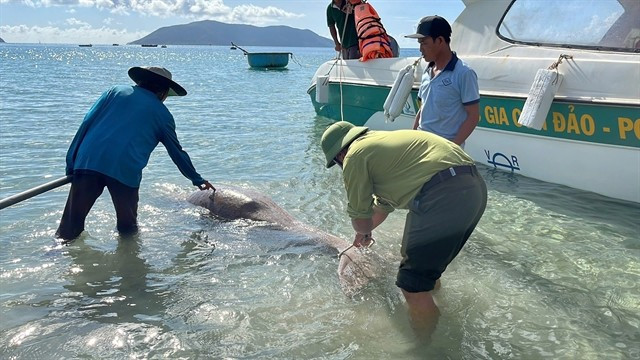 The Dugong (sea cow) population on Con Dao island, HCM City is experiencing a sharp decline. (Photo Courtesy of Con Dao National Park)