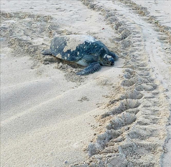 A green sea turtle returns to lay eggs on Cau Cang Beach. (Photo: VNA)