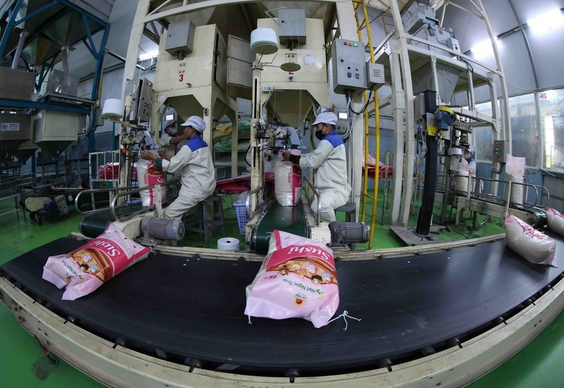 Senegal is a potential market for Vietnamese rice. (Photo: VNA)