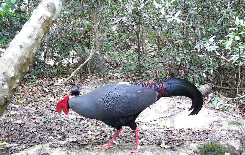 Siamese Fireback (Lopura diardi), listed in Vietnam's Red Data Book, is recorded at the Ea So Nature Reserve. (Photo: VNA)