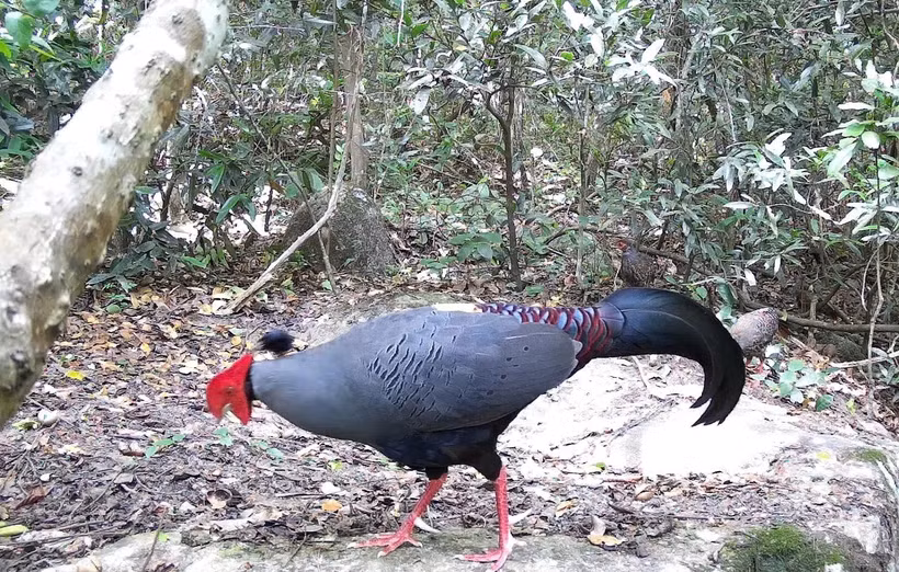 Siamese Fireback (Lopura diardi), listed in Vietnam's Red Data Book, is recorded at the Ea So Nature Reserve. (Photo: VNA)