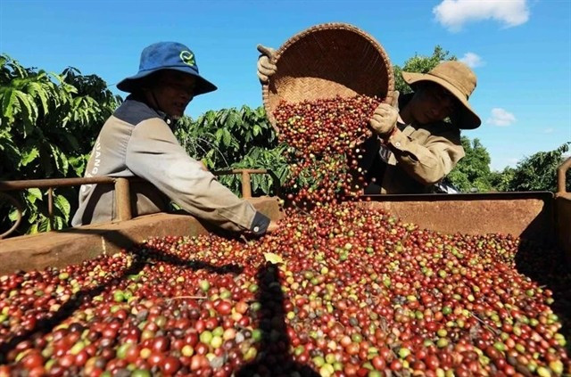 Farmers harvesting coffee (Photo: VNA)
