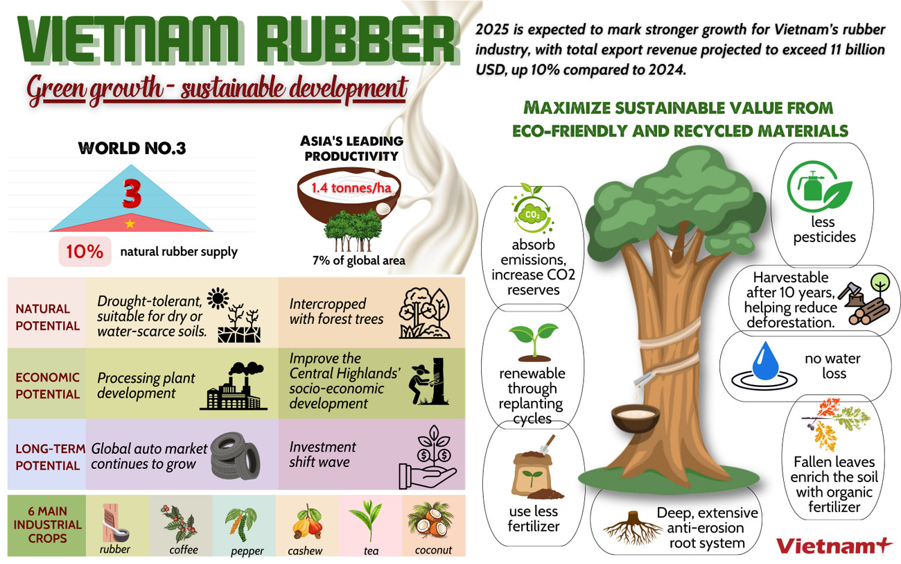 cao-su-viet-nam-1.png