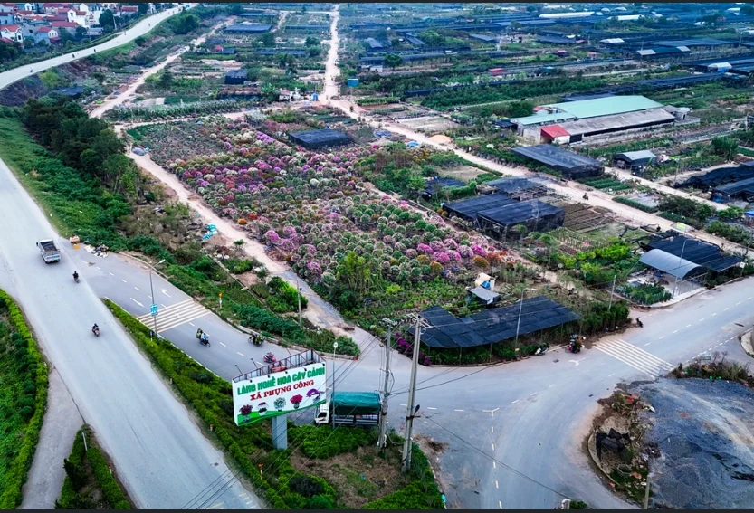 Local government statistics show that after Super Typhoon Yagi, over 100 ha of flower and ornamental plant cultivation in Phung Cong commune were affected, with estimated damage exceeding 500 billion VND. (Photo: VietnamPlus)