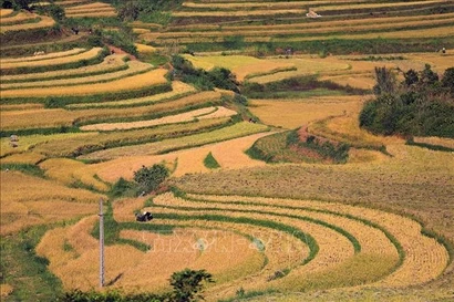 The ripened rice fields in Mien Doi (Phu Tho province) spread out like golden terraces. (Photo: VNA)