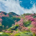 Why Vietnam is captivating the world