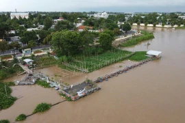 Dong Thap protecting wild fish in Tien river