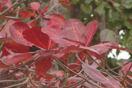 Con Dao’s romantic beauty during catappa trees' fall foliage season