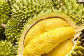Mapping cadmium risks: A shield for sustainable durian exports
