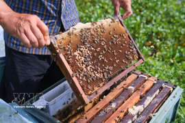Xuan Thuy National Park boosts mangrove honey brand