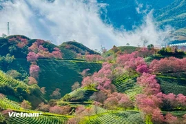 Why Vietnam is captivating the world