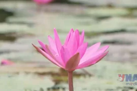 Purple water lilies bloom in Ninh Binh - land of heritage