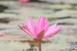 Purple water lilies bloom in Ninh Binh - land of heritage