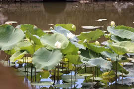 Hue lotus in full bloom