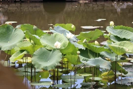 Hue lotus in full bloom