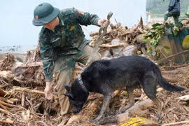 Sniffer dogs deployed to search for victims missing after Lai Chau flash flood