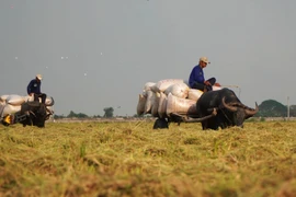 Buffalo carts in Dong Thap: A timeless harvest tradition